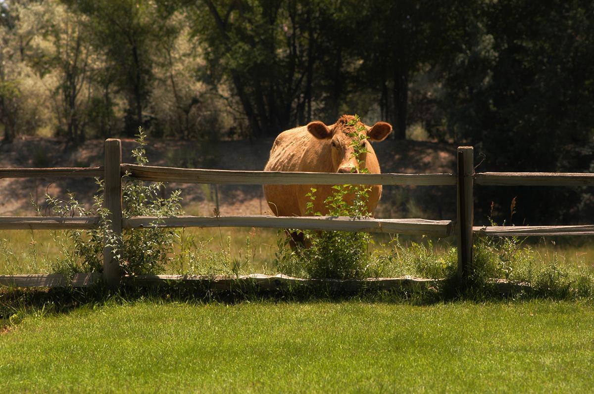 Willow Pond Bed And Breakfast Grand Junction Exterior foto